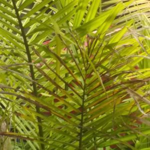 Meet your Posher, Jacqueline